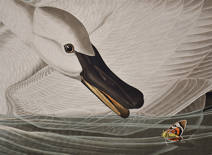 Close-up view of the swan's head leaning over the insect.